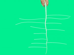 seed germination animation Modèle 3D