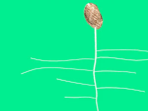 seed germination animation 3D Model