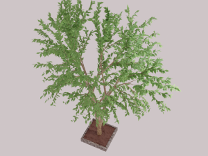 tree 3D-Modell