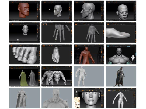 DOWNLOAD 70 Learn Zbrush Character Creation 16 Courses 516 Classes 516 Classes Surface Anatomy 3D Model