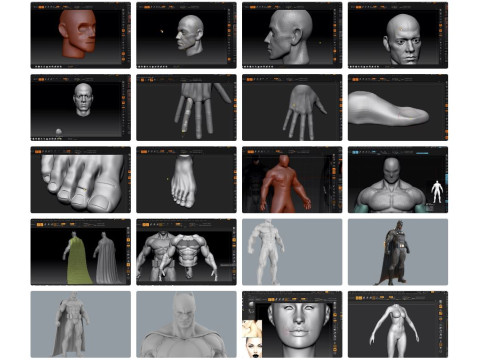 DOWNLOAD 70 Learn Zbrush Character Creation 16 Courses 516 Classes 516 Classes Surface Anatomy Modelo 3D