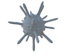 bacterium 1 3D Model