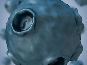 バクテリア2 3Dモデル