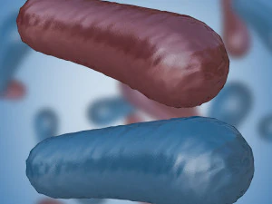 जीवाणु 3 3D मॉडल