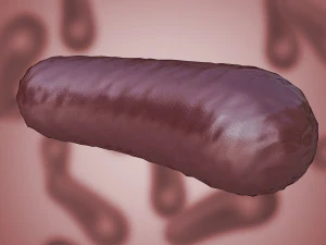 batterio 3 Modello 3D