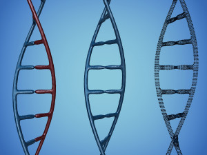 3d dna model 3D Model