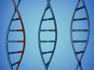 3डी डीएनए मॉडल 3D मॉडल