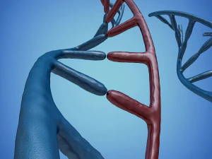 3d dna model 3D Model