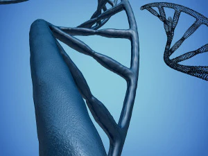 3d dna model 3D Model