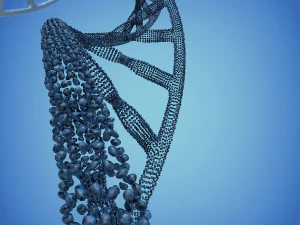 3d dna model 3D Model