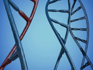 3d dna model 3D Model