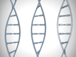 3d dna model 3D Model