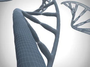 3d dna model 3D Model