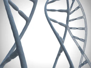 3d dna model 3D Model
