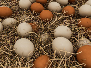 barrels and organic eggs 3D Модель
