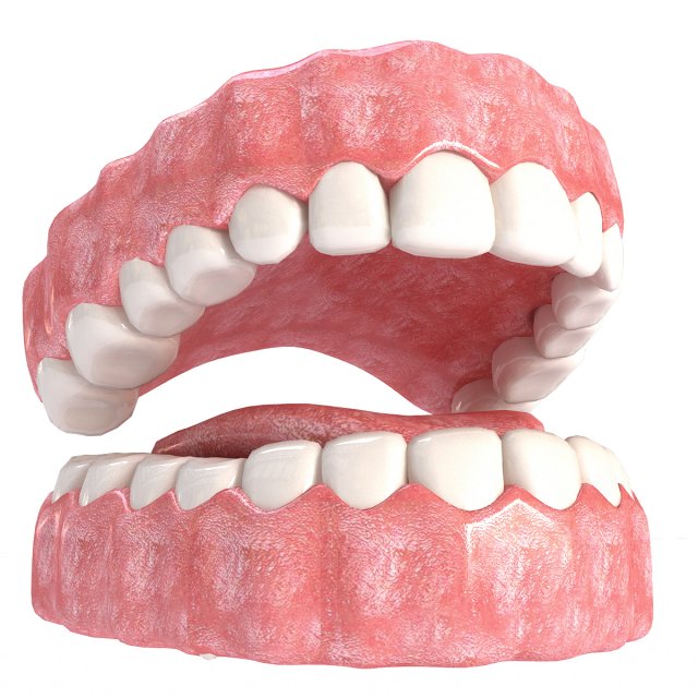 realistic mouth teeth 3D 모델 .c4d .max .obj .3ds .fbx .stl .blend 