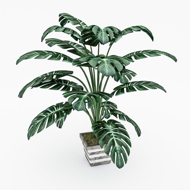 monstera leaves 3D Model .c4d .max .obj .3ds .fbx .stl .blend 