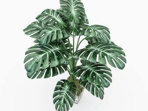 monstera leaves 3D Model