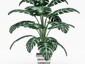 monstera leaves 3D Model