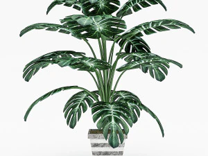monstera leaves 3D Model
