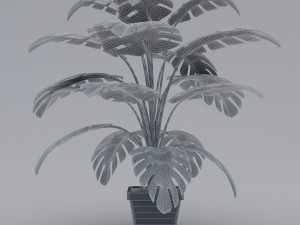 monstera leaves 3D Model