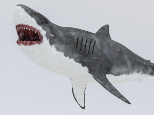 3d rigged shark model 3D Модель