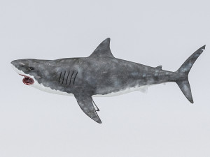 3d rigged shark model 3D Модель