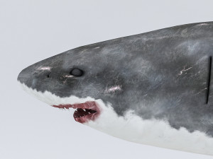3d rigged shark model 3D Модель
