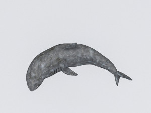 3d rigged shark model 3D Модель