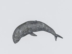 Modelo de tubar&atilde;o manipulado 3D Modelo 3D