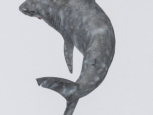 3d rigged shark model 3D Модель