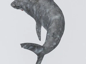 Modelo de tubar&atilde;o manipulado 3D Modelo 3D