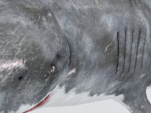 3d rigged shark model 3D Модель
