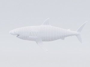 3d rigged shark model 3D Модель
