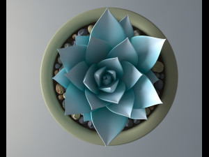 succulent potted plant 3D 모델