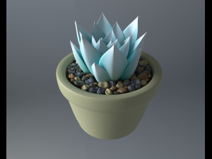 succulent potted plant 3Dモデル