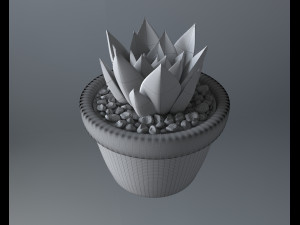 succulent potted plant 3Dモデル