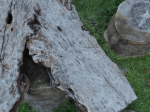 timber log set 2 3D Model