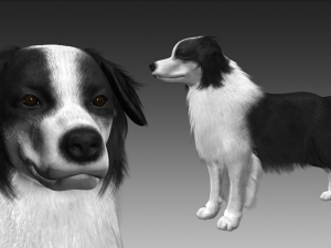 border collie bordernese dog 3D Model