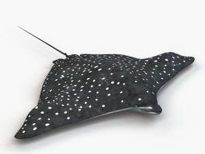 spotted eagle ray 3D Model