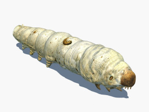 silkworm 3D Model