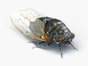 cicada 3D Model