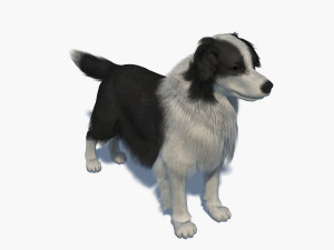 border collie bordernese dog 3D Model