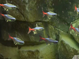 Aquarium 4K 3D Model
