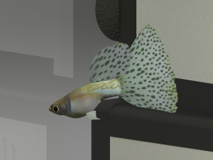 Aquarium 4K 3D-Modell