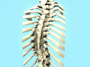Spine Implant 3D Model