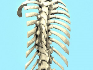 Spine Implant 3D Модель