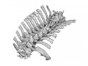 Spine Implant 3D Model