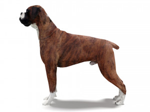 Boxer Dog 4K 3D मॉडल