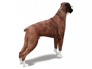 Boxer Dog 4K 3D मॉडल